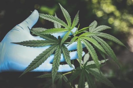 ‘High’ Opportunities of Entering the Marijuana Industry