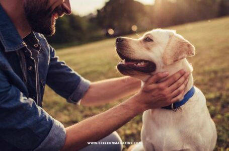 The Ultimate Checklist for Bringing a New Dog Home