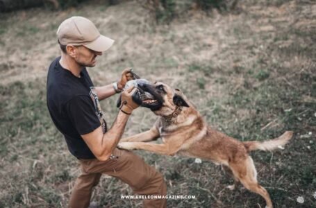 How to Prove Liability in Dog Bite Cases