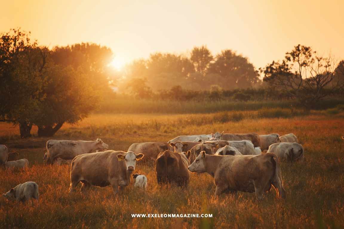 Shelter for Pasture Animals