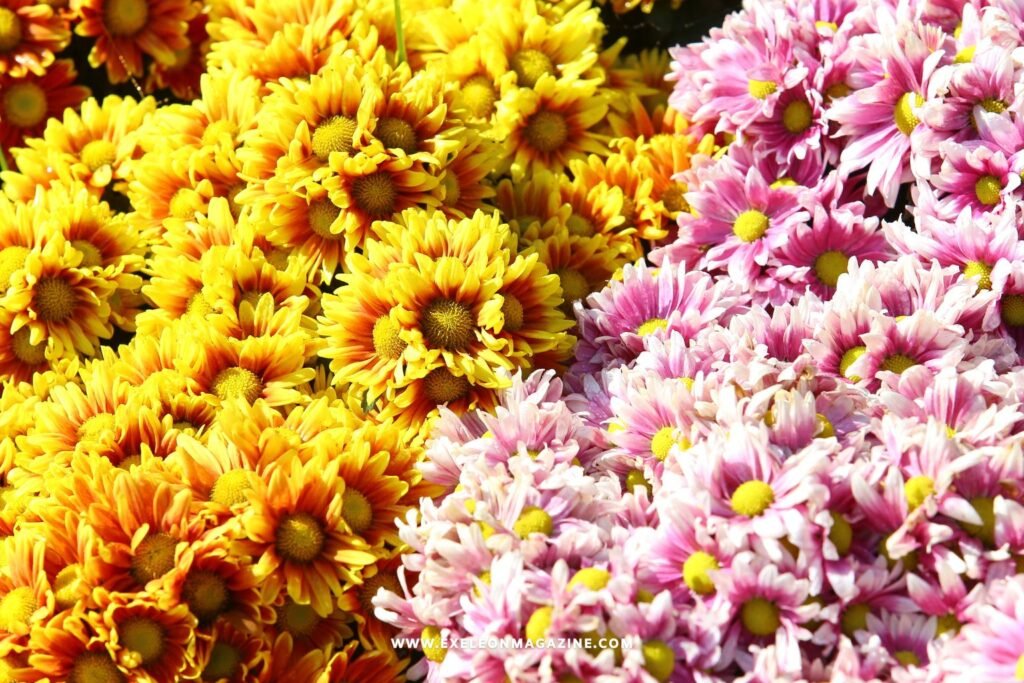 Bulk Flowers